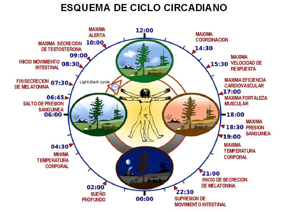 ciclo circadiano